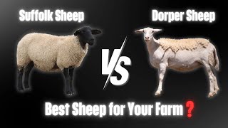 Suffolk Sheep vs Dorper Sheep? How to Choose the Right Sheep for Your Climate and Farm