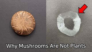 What Happens When You Place Mushroom on Black Paper - Mushroom Dissection