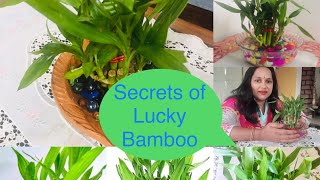 Lucky Bamboo ಸಾಯಲು ಕಾರಣವೇನು? Water Bamboo ಹೇಗೆ maintain ಮಾಡುವುದು / Care and tips for Lucky Bamboo/