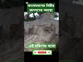 বাংলাদেশের নিরীহ জনগণের অবস্থা এই হরিণের মতো