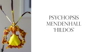 Psychopsis Mendenhall 'Hildos'