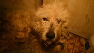 Dogs Rescued from Frozen Squalor at Arkansas Puppy Mill