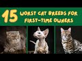 Choosing Your First Cat | 15 Worst Cat Breeds for First-Time Owners