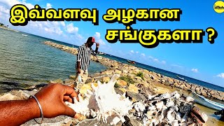 சங்குகளால் சூழப்பட்ட மண்டைதீவு மீன்பிடித் துறைமுகம் | Mandaitivu Fishing Port | பகுதி-1 | Jaffna.