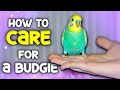 How to Care for a Budgie