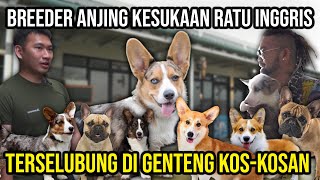 BREEDER ANJING KESUKAAN RATU INGGRIS TERSELUBUNG DI GENTENG KOS-KOSAN!! DEDOJAS.CLAN #AudreyA