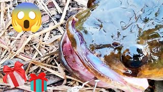 ഈ ചെറിയ തോട്ടിൽ ഇത്ര വലിയ മീനുകളോ | Huge Fish in Small Pond | Amazing Snakehead Fishing Attack