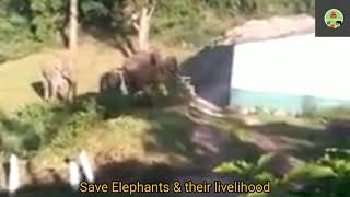 Elephants Running near the Houses | Chokanad Estate | Devikulam | Kerala