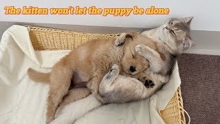 So healing and heartwarming!kitten coaxed the abandoned golden retriever puppy to sleep!Too funny.