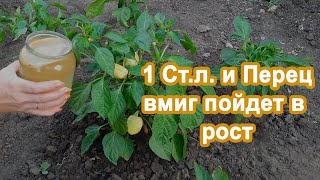 1 Ст.л под Перец. Куст Вмиг завяжет новые плоды Делюсь подкормкой под перчик. В открытом грунте.