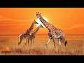 💛Calm Good Morning Peace Music 432hz💛