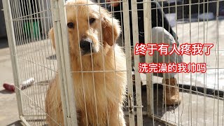 The golden retriever on the dog car, after taking a shower, the dog's life changed from then on