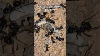 #insects #fourmis #ants #antkeeping #animals #antfarm #nature