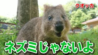 カンガルーの仲間クオッカ！体の特徴教えます