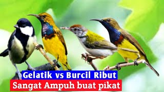 Suara pikat burung gelatik batu ribut vs burung kecil || terbukti ampuh