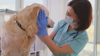 ScribeLite - Veterinary AI Scribe