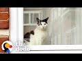 Cat Chronicles His Journey With Unrequited Love | The Dodo Cat Crazy