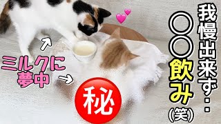 久しぶりのミルクが嬉し過ぎて…○○飲みしてしまった猫w【スコティッシュフォールド】