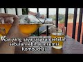 APA YANG SAYA RASAKAN DI TUBUH SAYA SETELAH MINUM KOMBUCHA?