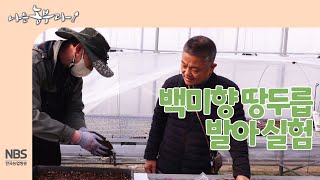 [나는농부다 238회] 강원도 백미향 땅두릅 발아 실험