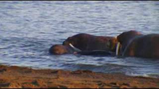 walrus on Spitsbergen, mp4