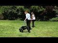 behavior training 53a parallel dog walking