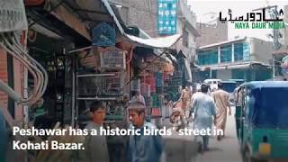 Peshawar’s Birds’ Bazaar