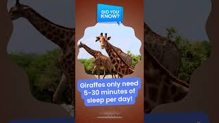 Did You Know? Giraffes Only Need 5-30 Minutes of Sleep per Day! 🦒💤