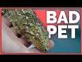 Why Leachianus Geckos are Bad Pets - Overrated Reptiles