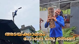 അടയ്ക്കാമരം പോലെ ഒരു തെങ്ങ്😅 ഇത് മുറിക്കാൻ പെട്ട പാട് | Village Woodpecker | Tree cutting Kerala |