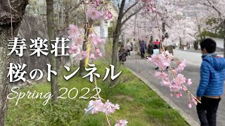 宝塚の桜の名所！【寿楽荘桜のトンネル】に行ってきました