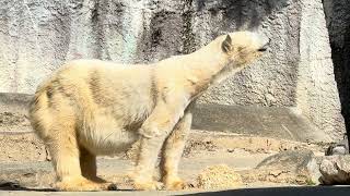 スンスン匂いを嗅ぐユキさん　ホッキョクグマ　浜松市動物園にて　2025年2月8日   IMG 2136