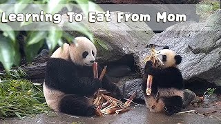 Baby Panda Learns How To Eat Bamboo Shoots From Mom | iPanda