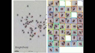 Tracking a Swarm of Fruit Flies in Microscopic 3D