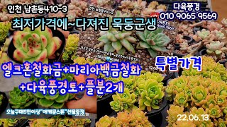 다육풍경 오늘은 엘크혼철화금 마리아백금철화셋트 특별가격에 한정수량 그외다져진문스톤 선물 티엠 원종페러독스등succulents  plant 多肉植物