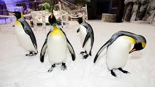 Real Penguins at Dubai Ski Center