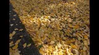 八郎潟町　諏訪神社　　2014-11-11