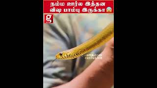 வீட்டுக்குள் ஆட்டம் காட்டிய பாம்பு!   பாணையில் CHECK வச்ச உரிமையாளர்   Snake   Shocking   Cuddalor