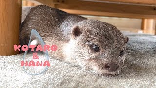 カワウソコタローとハナ　頭にしずく乗せてフリーズする可愛いハナ　Hana the Otter with Water Droplets on Head