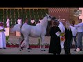 n 379 al nayfah lnj the 12th local breed championship for arabian horses 2023 mares 7 9 years