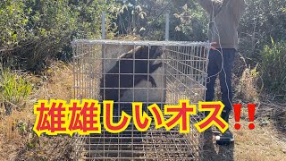 【Male wild boar】オスの臭いが凄いことになってます。電気止め刺しの使い方