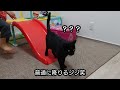 黒猫ジジ　すべり台で遊ぶ？