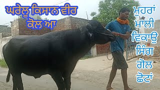 One Animal Sale ਮੁਹਰਾਂ ਨਸਲ ਦਾ ਮਾਲੀ ਵਿਕਾਉ ਸਿੰਗ ਗੋਲ ਦਾ ਘਰੇਲੂ ਕਿਸਾਨ ਵੀਰ ਕੋਲ ਆ ਮਿਤੀ (15-8-22)#farmer