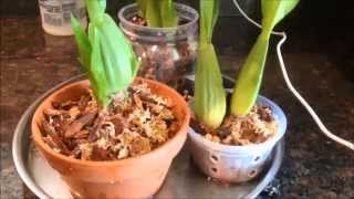 FernCrafts: Repotting  \u0026 Division of Oncidium Sharry Baby -Nov, 2014