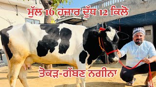 ਮੁੱਲ 16 ਹਜ਼ਾਰ ਦੁੱਧ 12 ਕਿਲੋ -1 ਤੋਕੜ-ਗੱਬਣ -2 ਸੂਈਆਂ ਗਾਵਾ ਵਿਕਾਉ -3 cow for sale (14-1-2025)