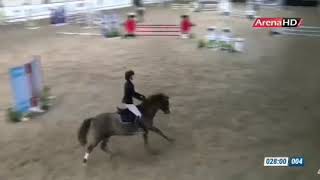 7yo pony mare 143 cm in comp2