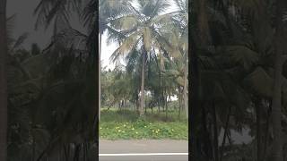 Pattukottai to Pudukkottai road #viralshort #video #reels