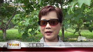 雲林新聞網-古坑荷苞山桐花盛開 換上白色花毯