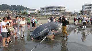 鎌倉・由比ヶ浜にシロナガスクジラ