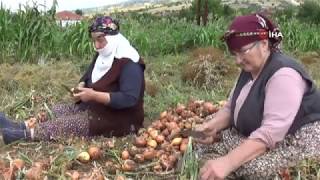 Amasya’da Soğan Hasadı Başladı